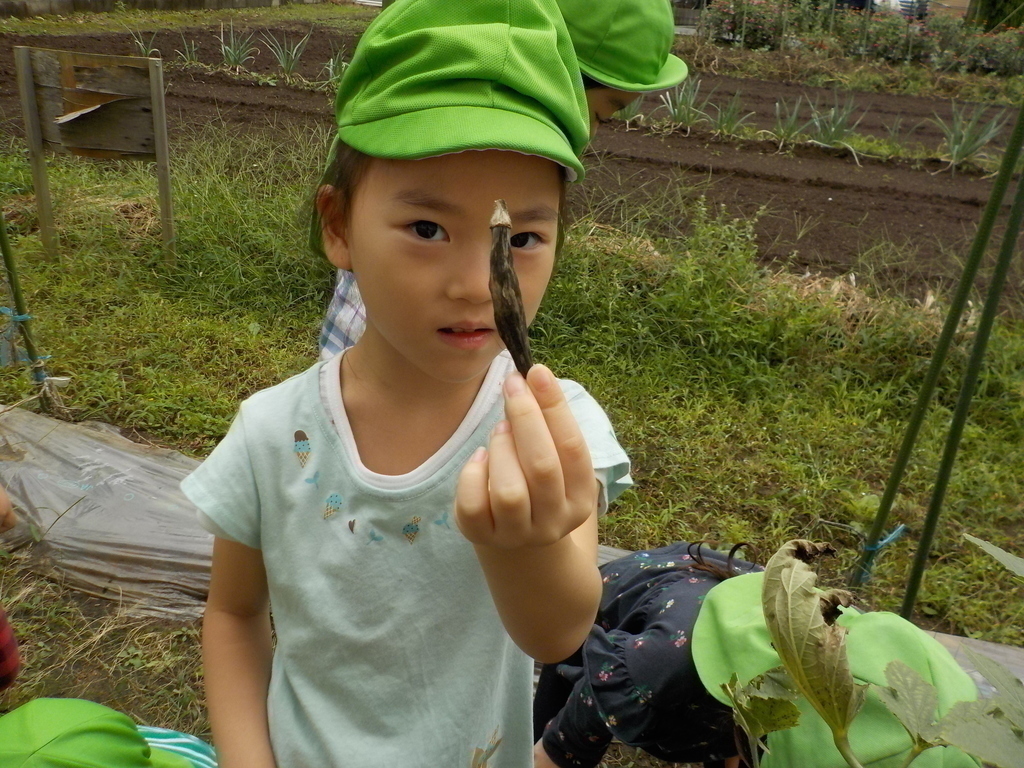 野菜の収穫