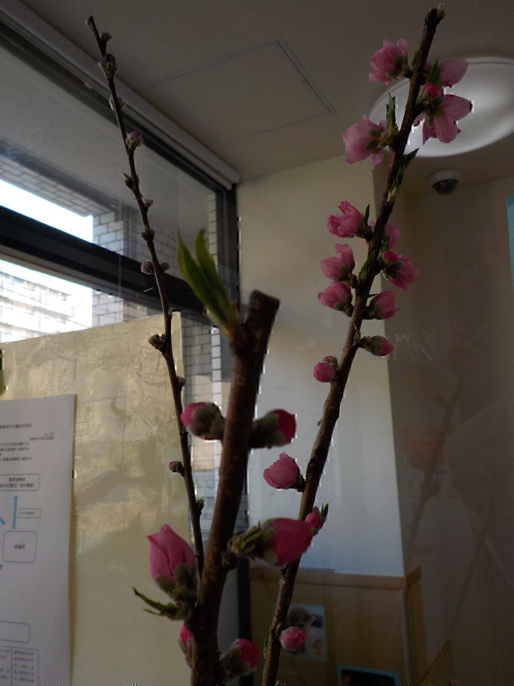 桃の花が咲きました。　　　　シリウス組の様子