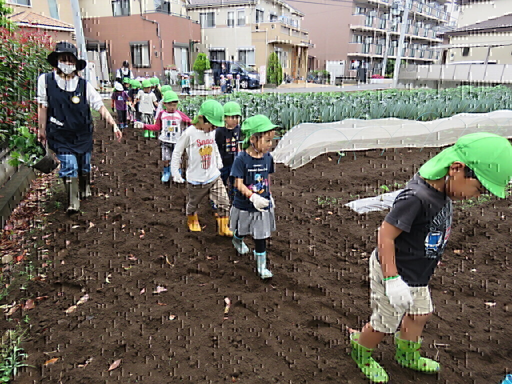 野菜の苗植え