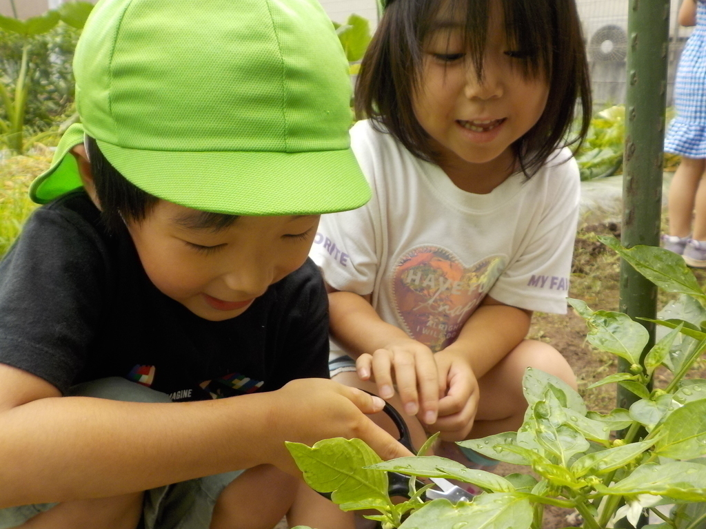 【ゆめ組】野菜収穫