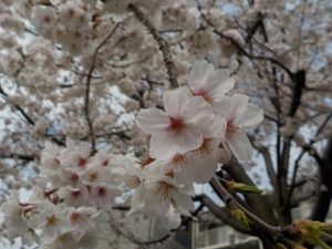 入園・進級おめでとう