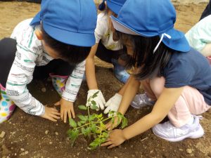 ひかり組・ゆめ組　野菜の苗植え