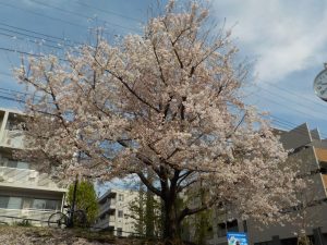 ご入園・ご進級おめでとうございます！