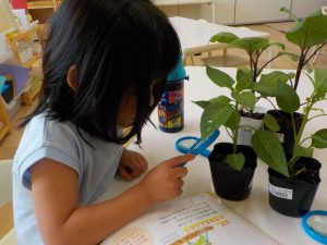 【ひかり組】野菜のお世話の様子