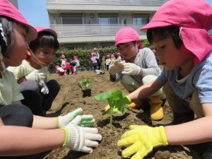 野菜の苗植え【ひかり組・ゆめ組】