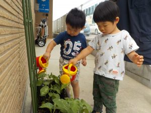 朝顔を育てました！【そら組】