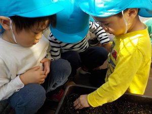 【そら組】球根植えの様子