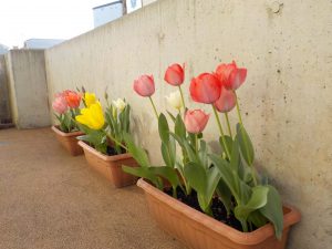 4月の室内装飾