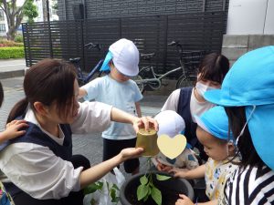 あさがおの種とピーマンの苗を植えました☆オリオン組