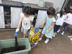 【ゆめ組】キャベツとにんじんの種植え🥕🌱