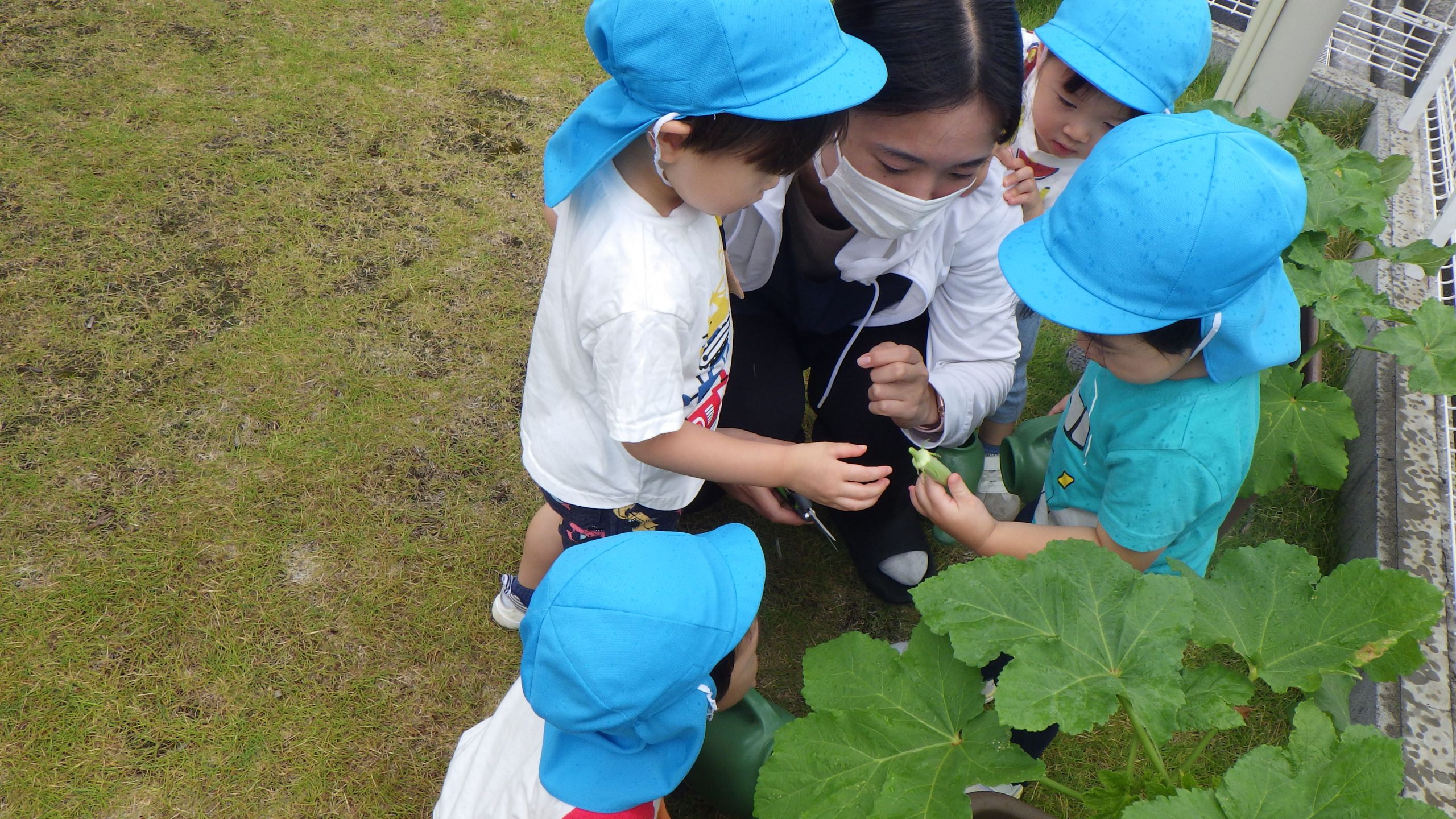 【そら組】オクラの収穫・8月室内装飾<お盆>