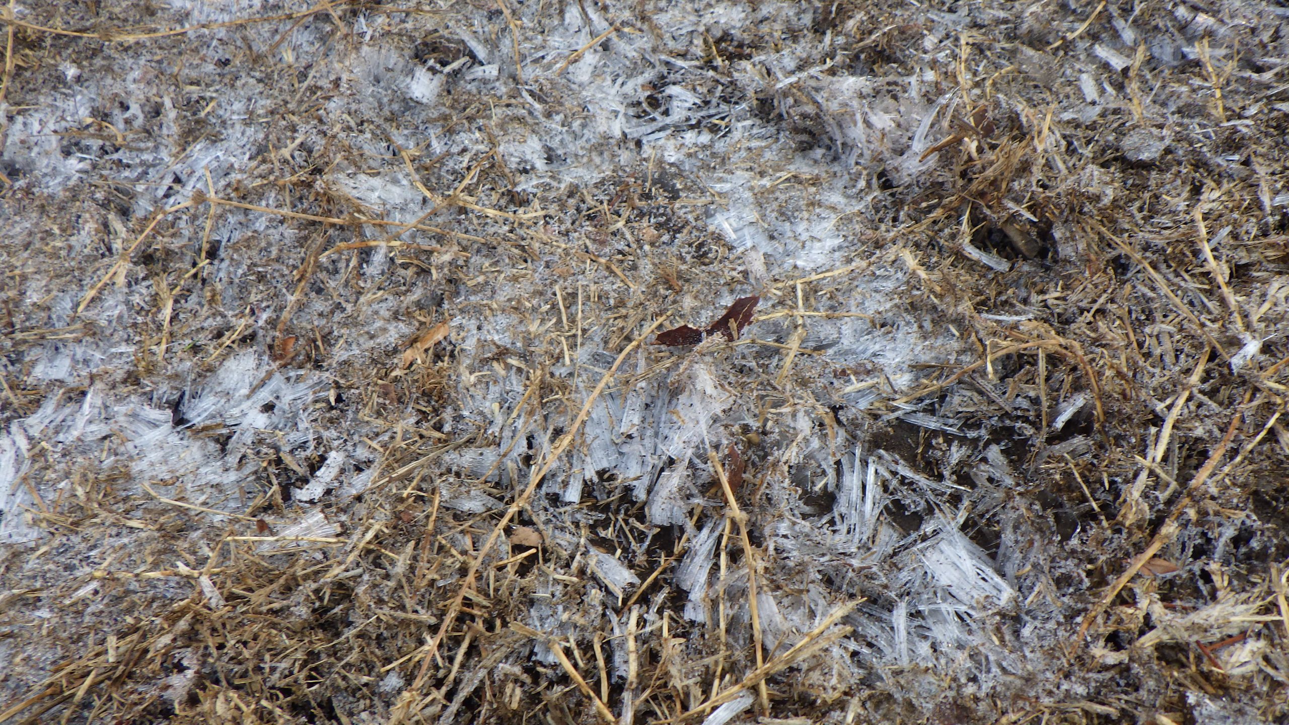 【そら組】霜柱発見！