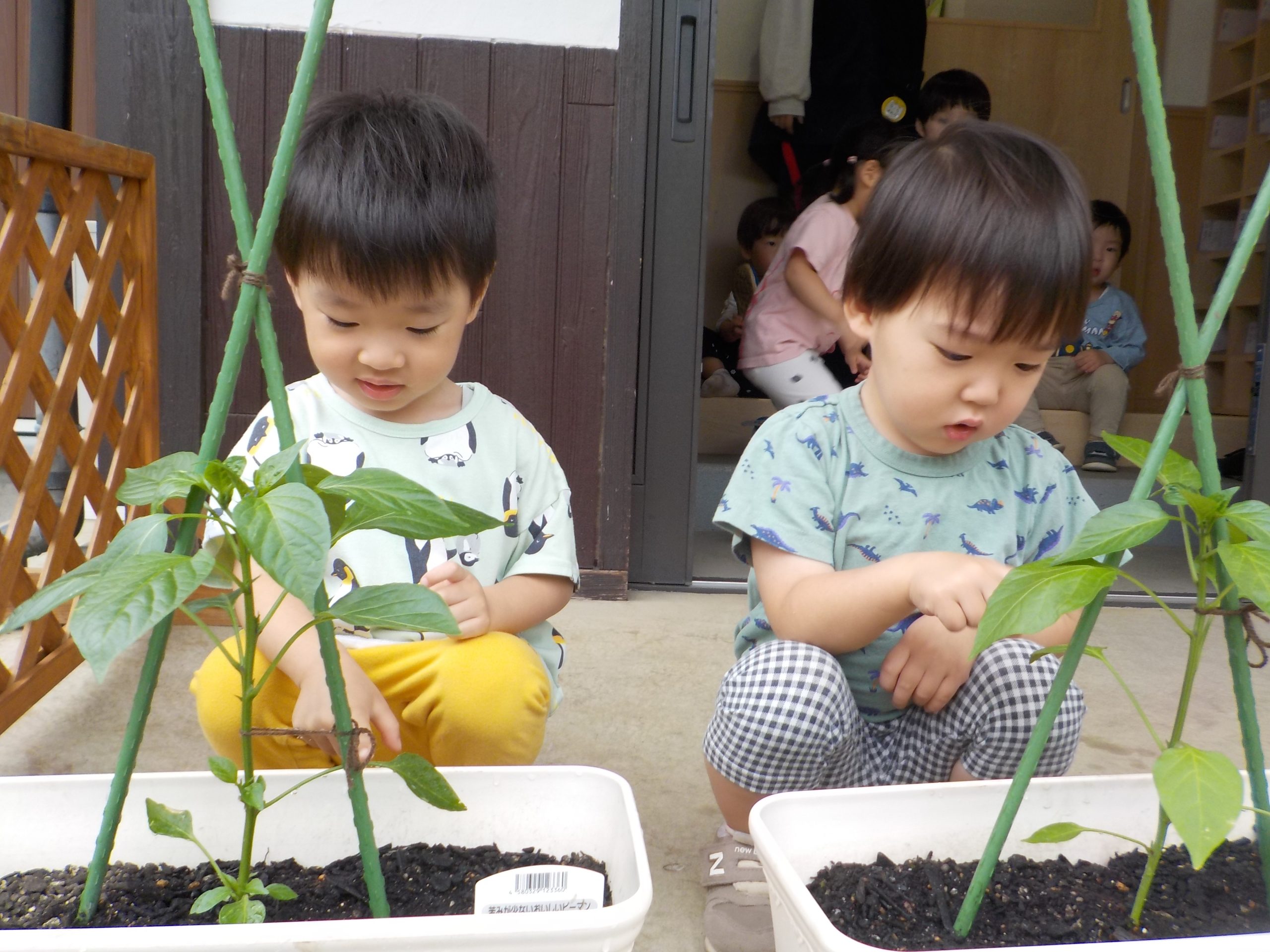 栽培活動🌱【そら組】